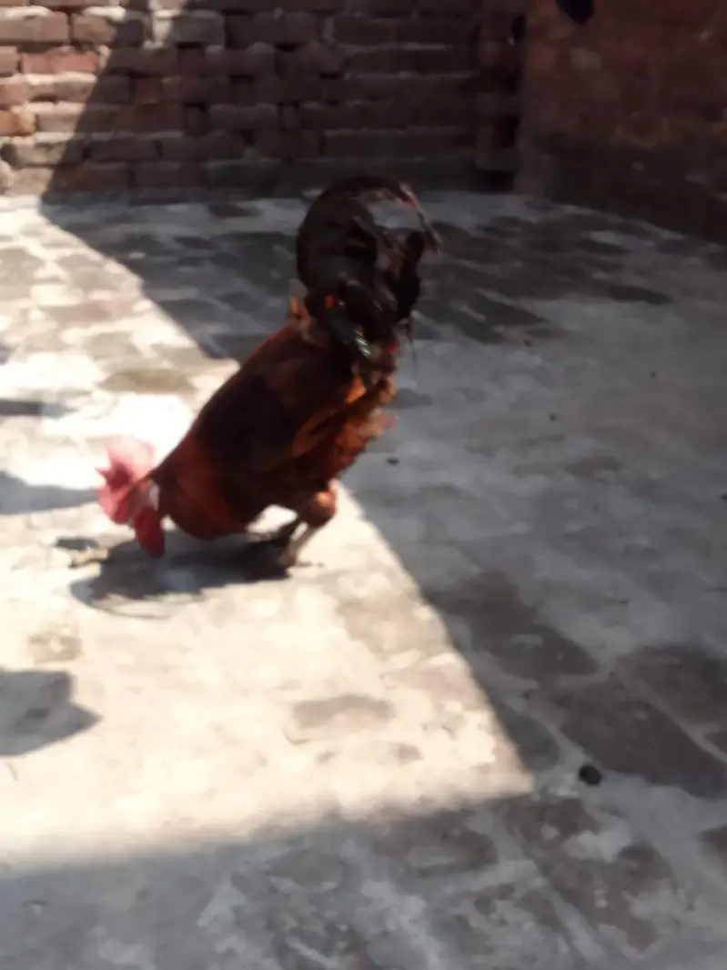 Golden Brown kukkar — photo 2