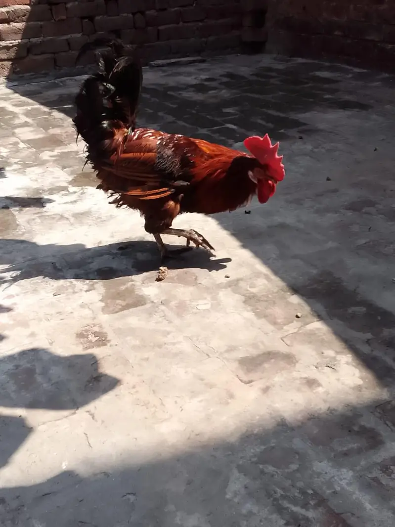 Golden Brown kukkar — photo 3