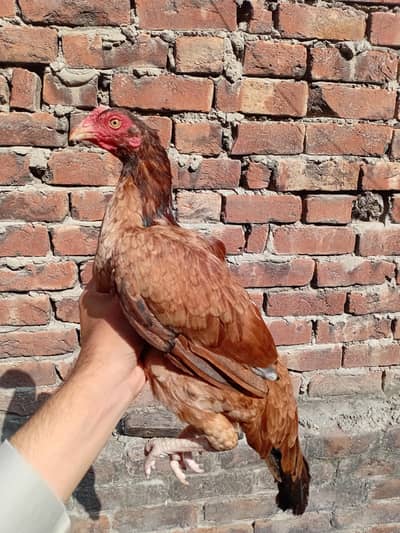 2 murgia 4500  available 03350661457