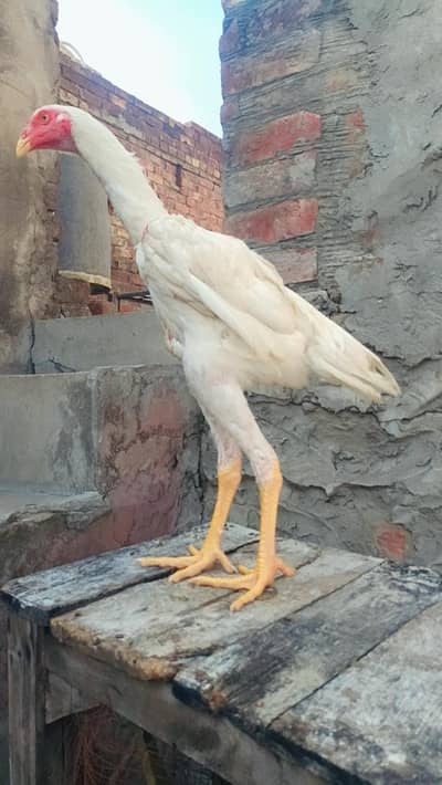 white shamo| king size shamo |german shamo |5 month old shamo chicks