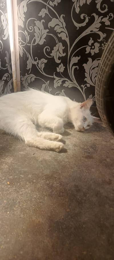 cat for sale
