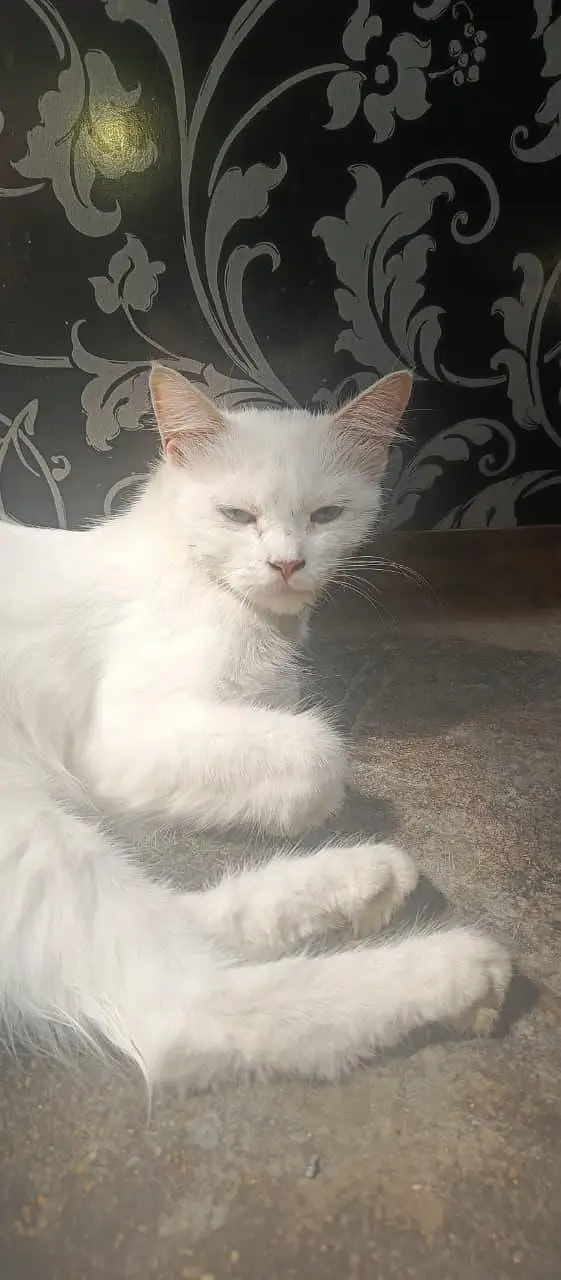 cat for sale — photo 2