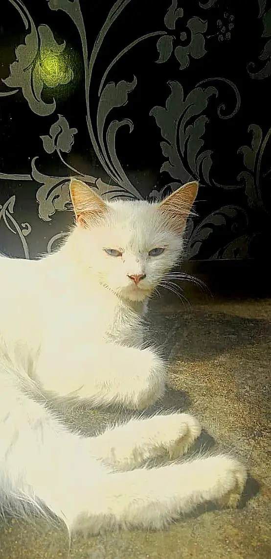 cat for sale — photo 3