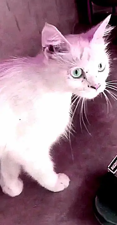 cat for sale — photo 6