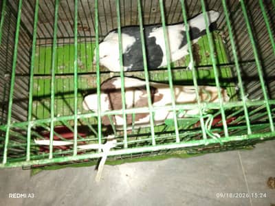 pigeon pair for sale kabootar jora breeder pair male female