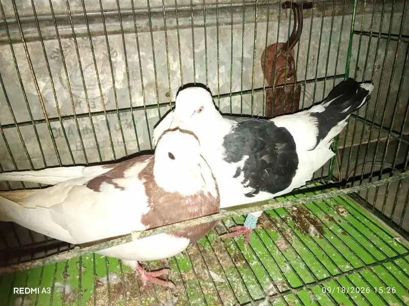 pigeon pair for sale kabootar jora breeder pair male female — photo 2