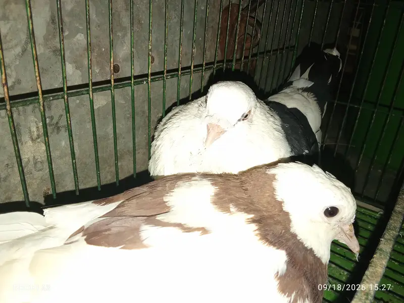 pigeon pair for sale kabootar jora breeder pair male female — photo 3