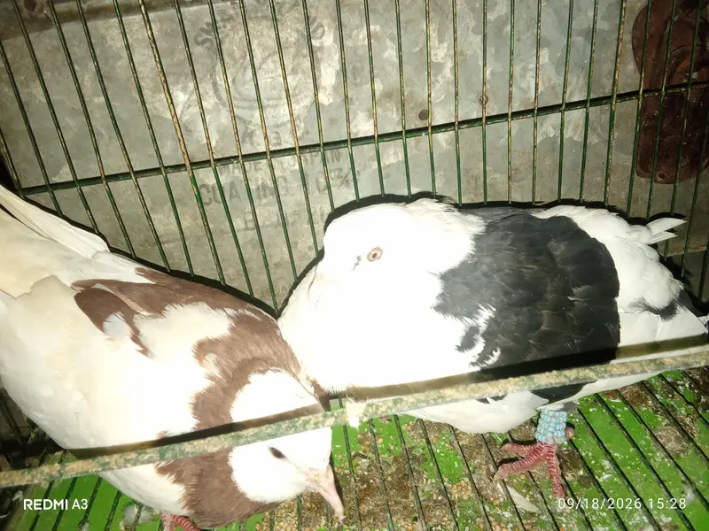 pigeon pair for sale kabootar jora breeder pair male female — photo 4
