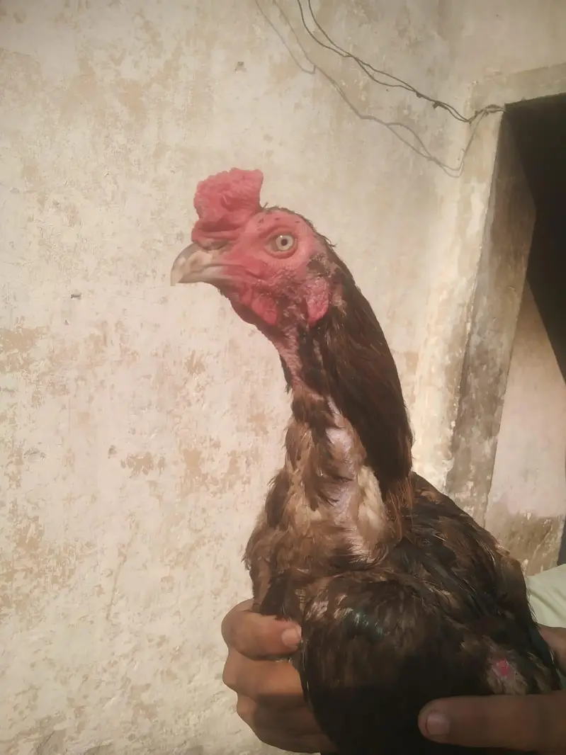 Mianwali aseel Roster — photo 2