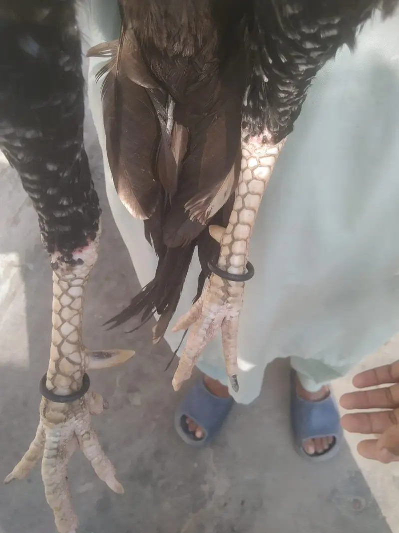 Mianwali aseel Roster — photo 4