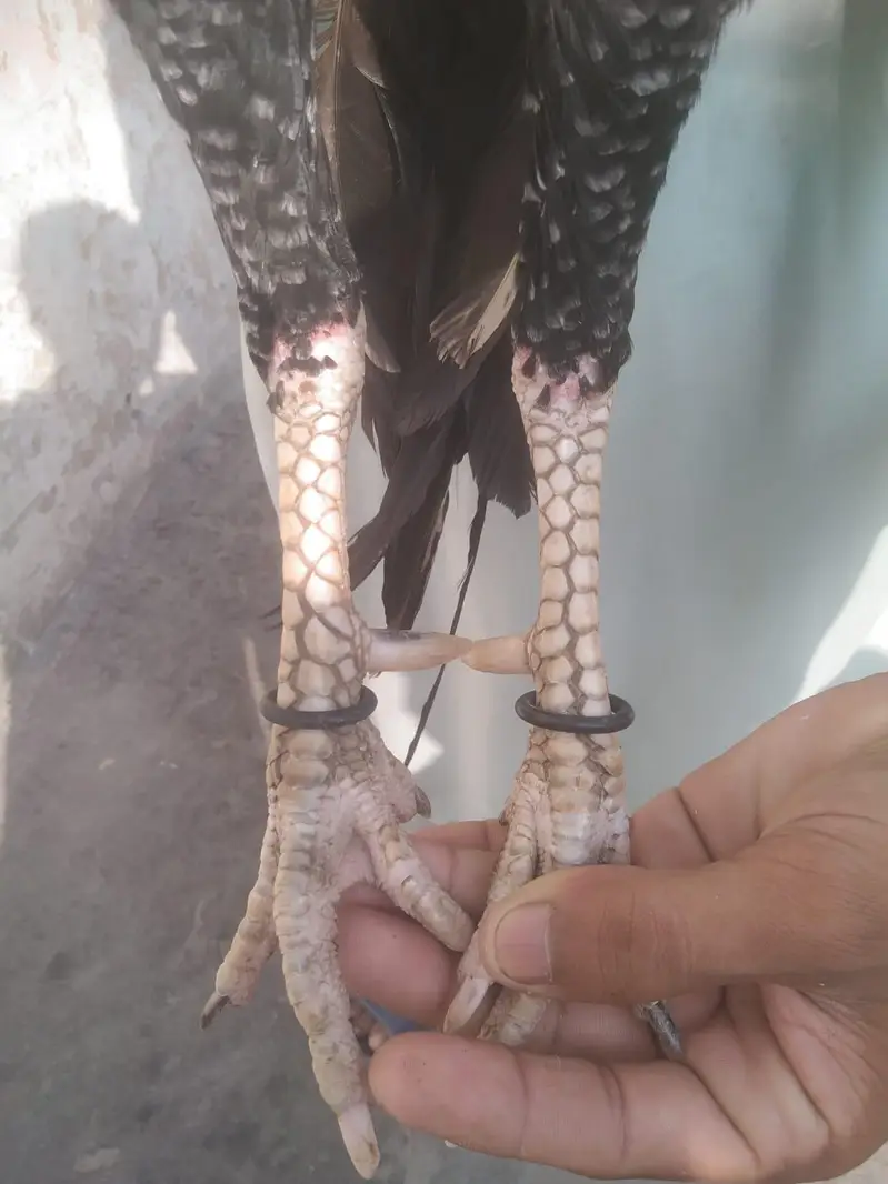 Mianwali aseel Roster — photo 5
