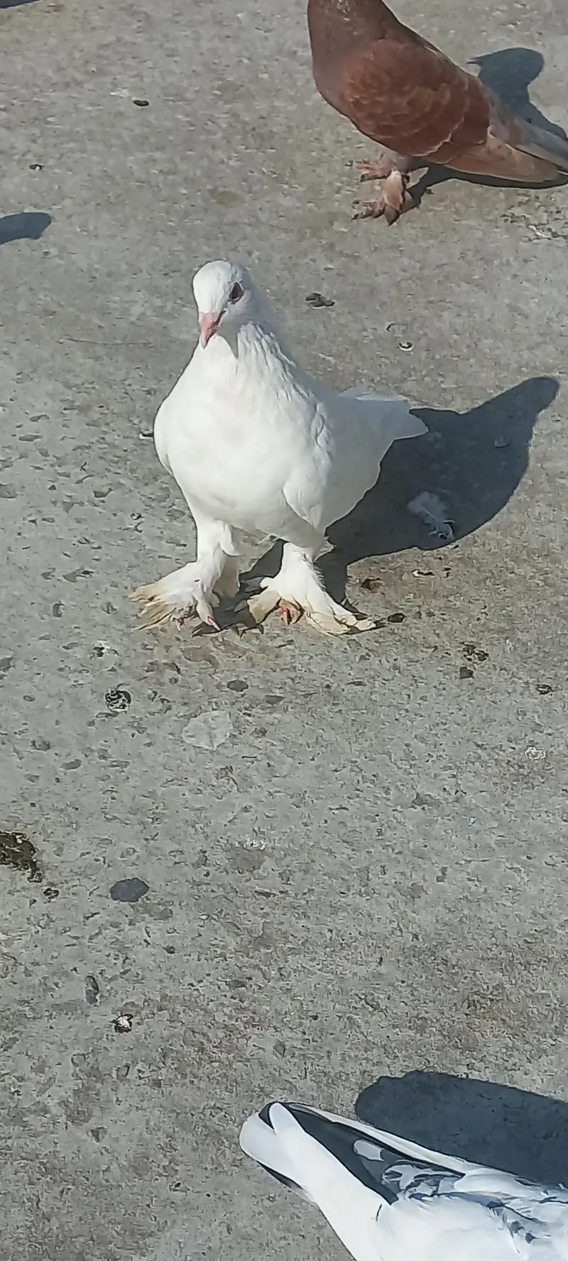 fancy pigeon pairs — photo 3