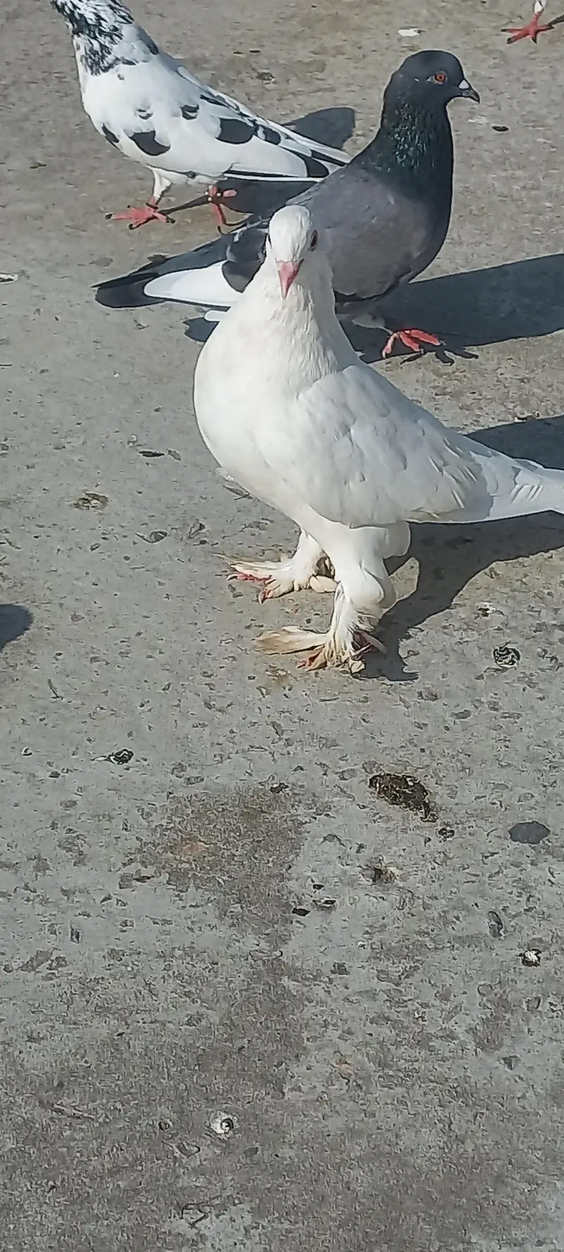 fancy pigeon pairs — photo 4