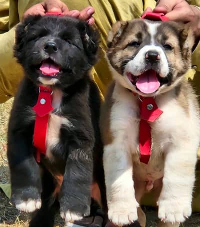 Alabai Pair / security Dog / Afghan Kochi / King kurdish kangal pair