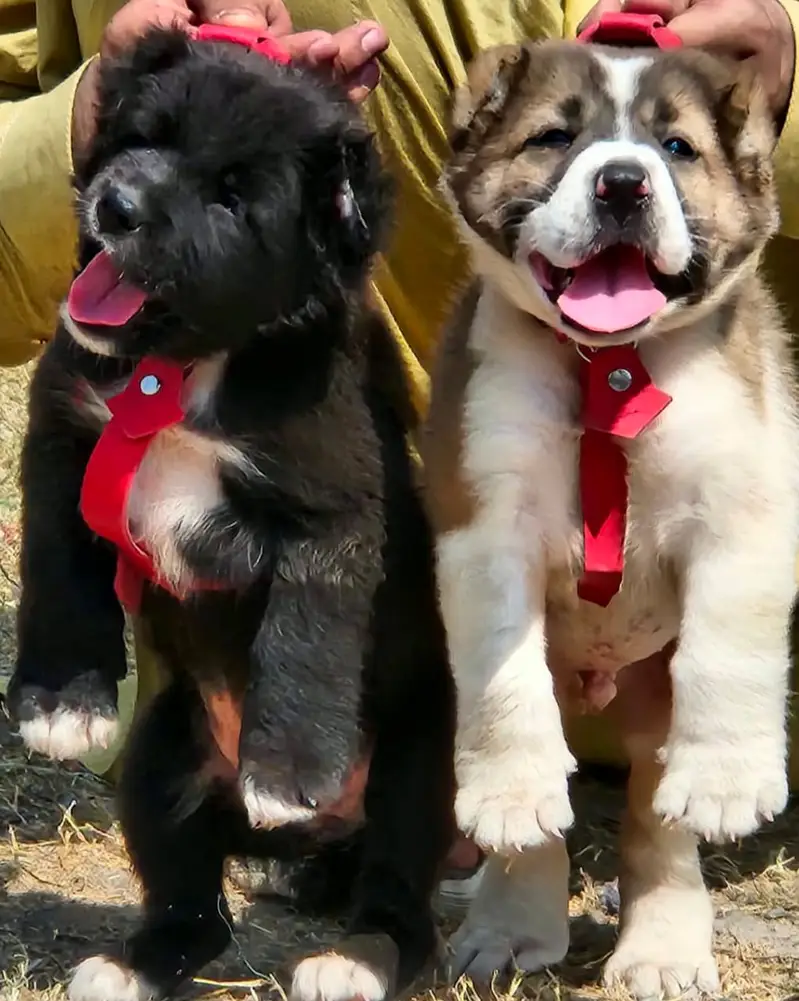 Alabai Pair / security Dog / Afghan Kochi / King kurdish kangal pair — photo 2
