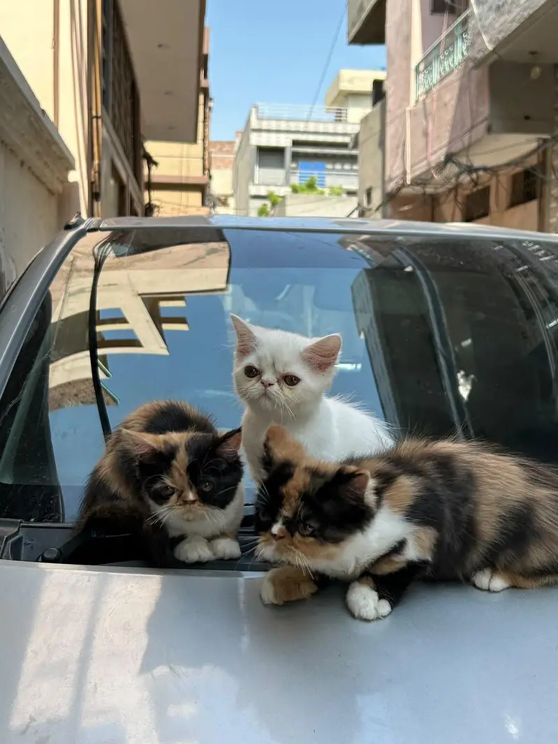 kitten piki face — photo 2