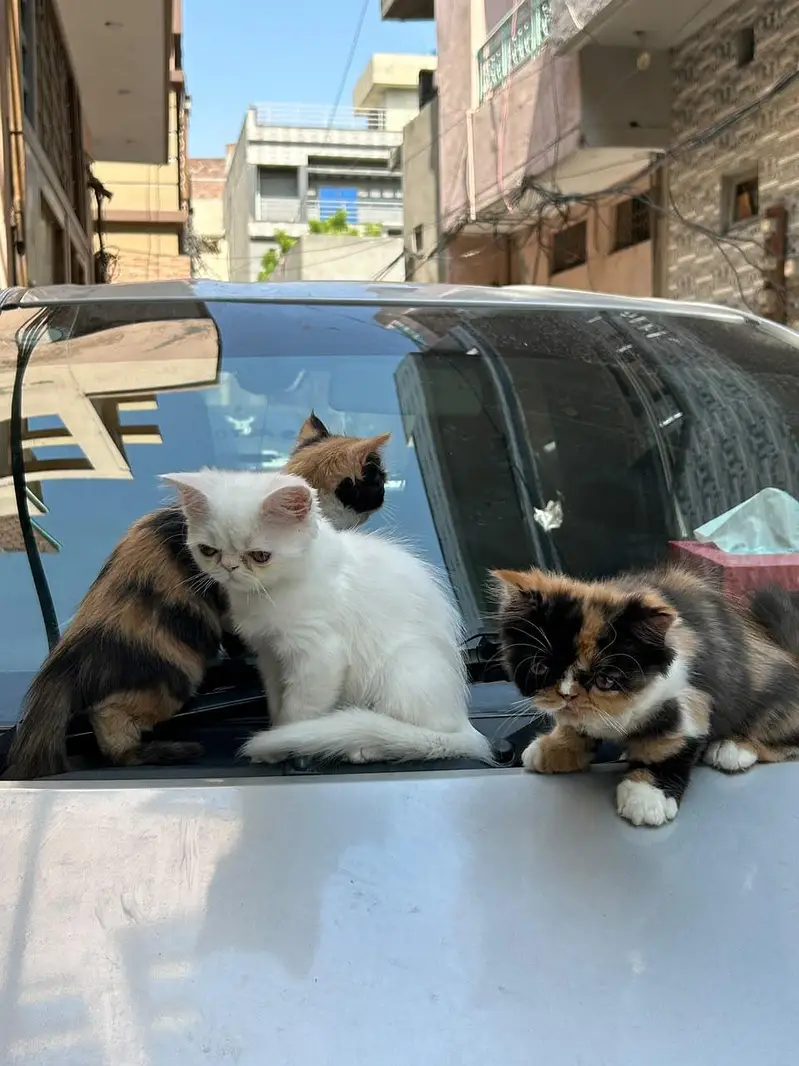 kitten piki face — photo 3