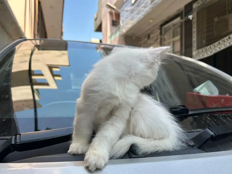 kitten piki face — photo 4