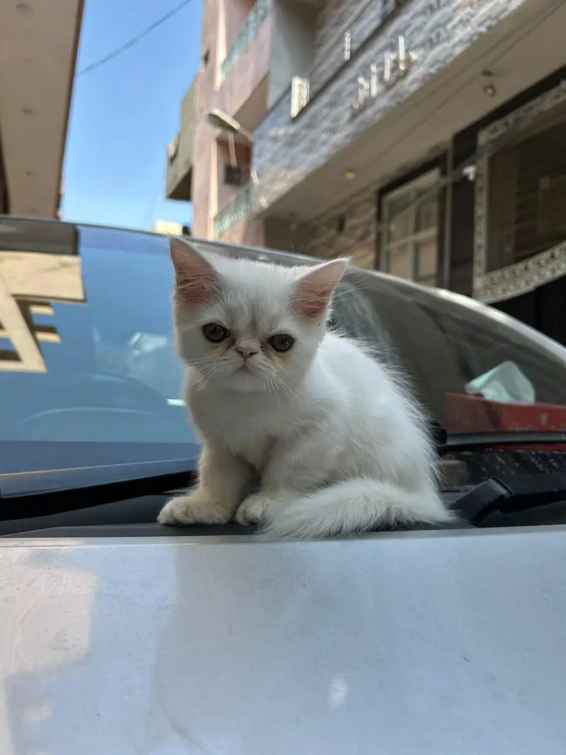 kitten piki face — photo 5