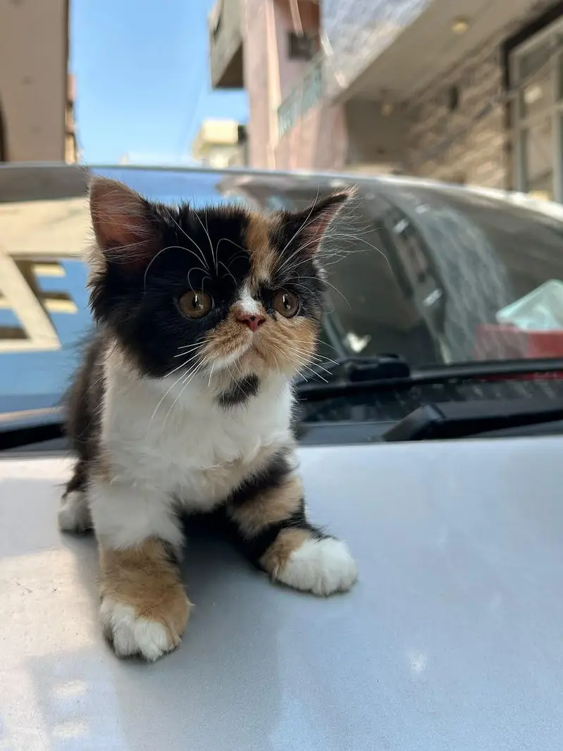 kitten piki face — photo 6
