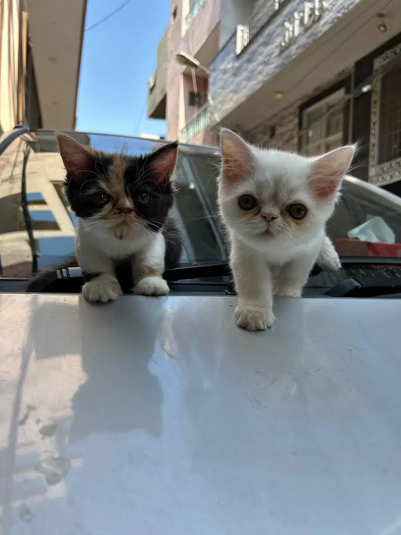 kitten piki face — photo 7