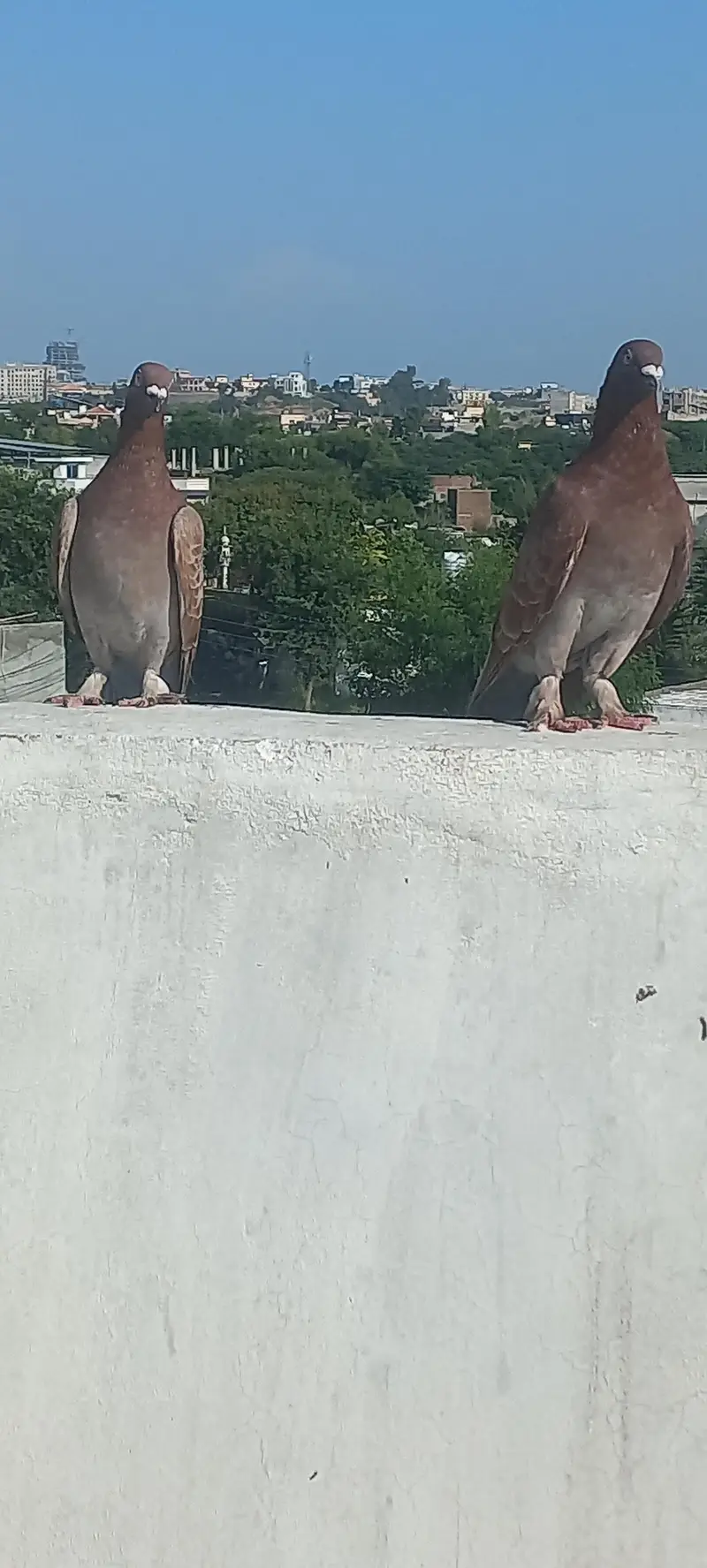 fancy pigeon pairs — photo 5