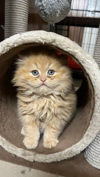 cash on delivery Persian Punch face triple coat cat Kitten