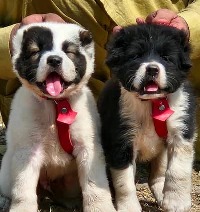 Alabai Pair / security Dog / Afghan Kochi / King kurdish kangal pair
