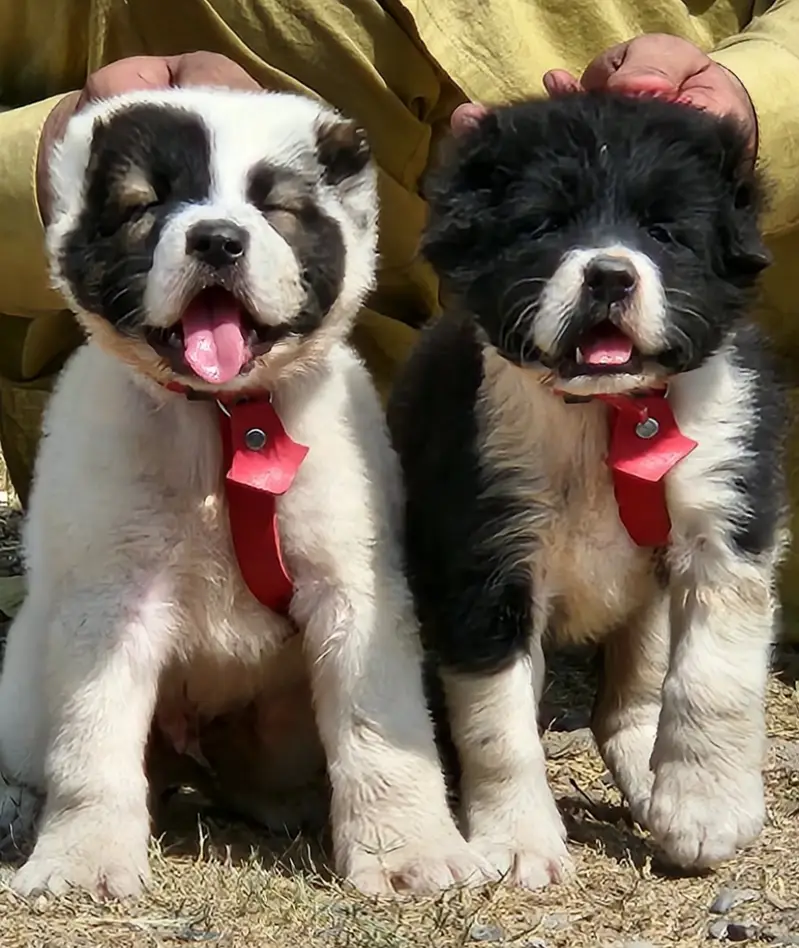 Alabai Pair / security Dog / Afghan Kochi / King kurdish kangal pair — photo 2