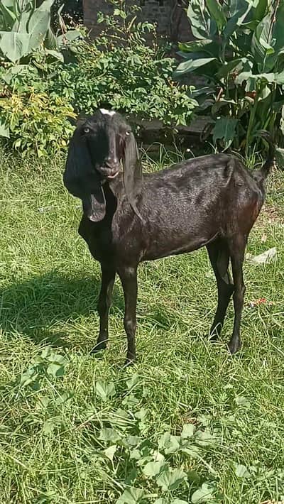 Moni goat for sale