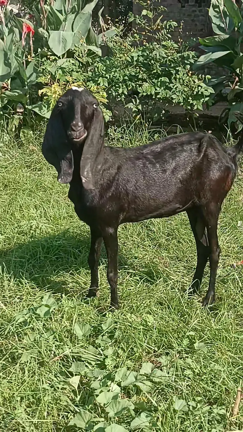 Moni goat for sale — photo 2