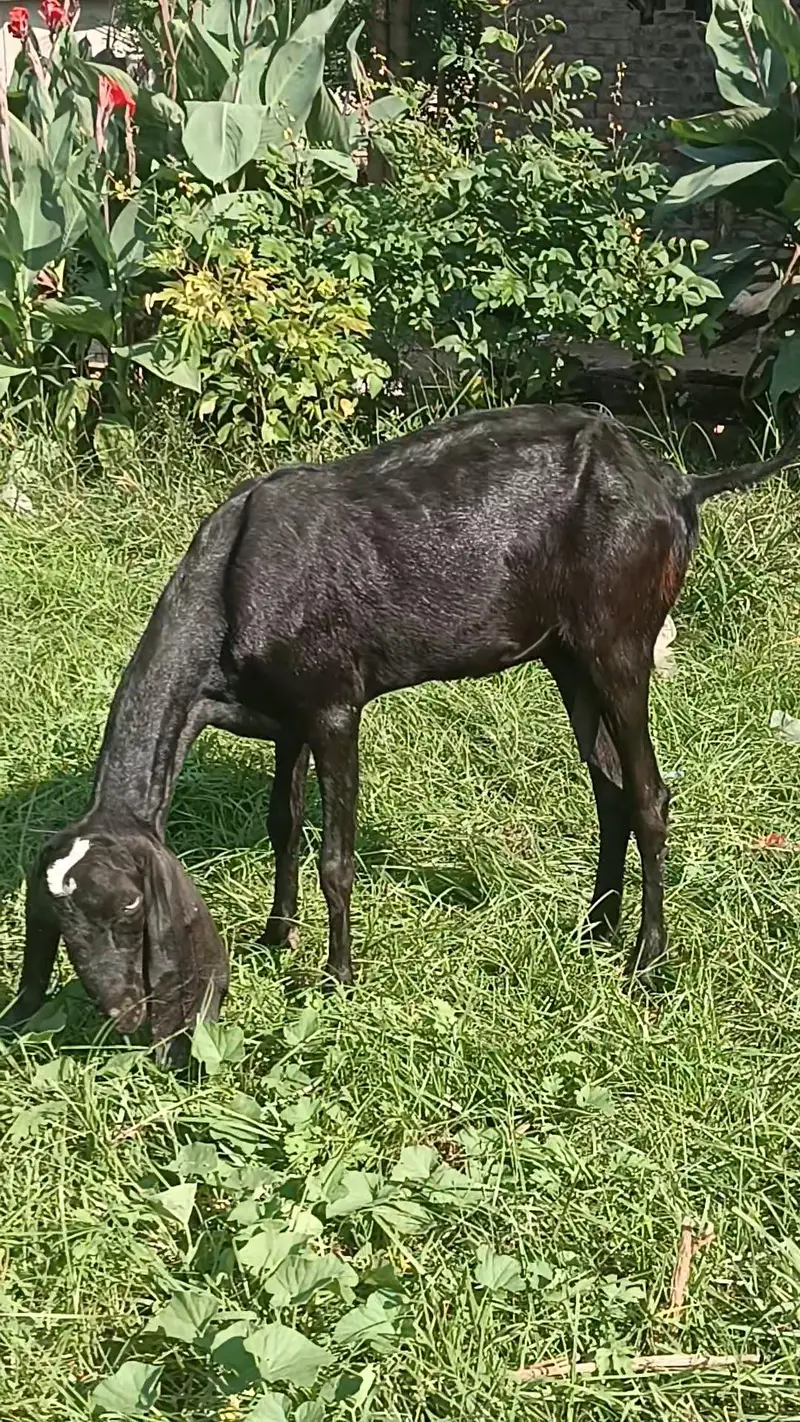 Moni goat for sale — photo 3