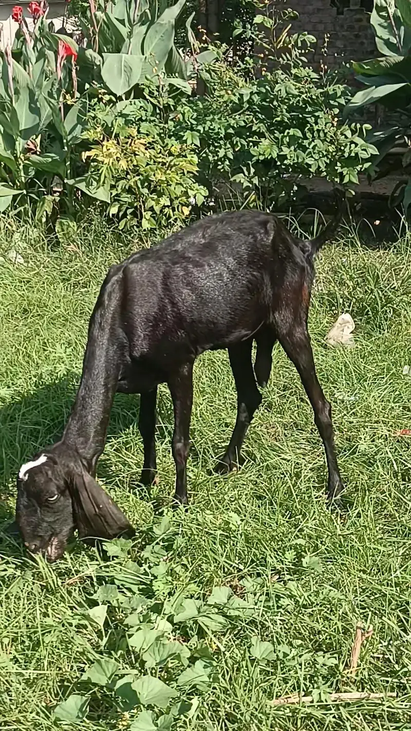 Moni goat for sale — photo 4