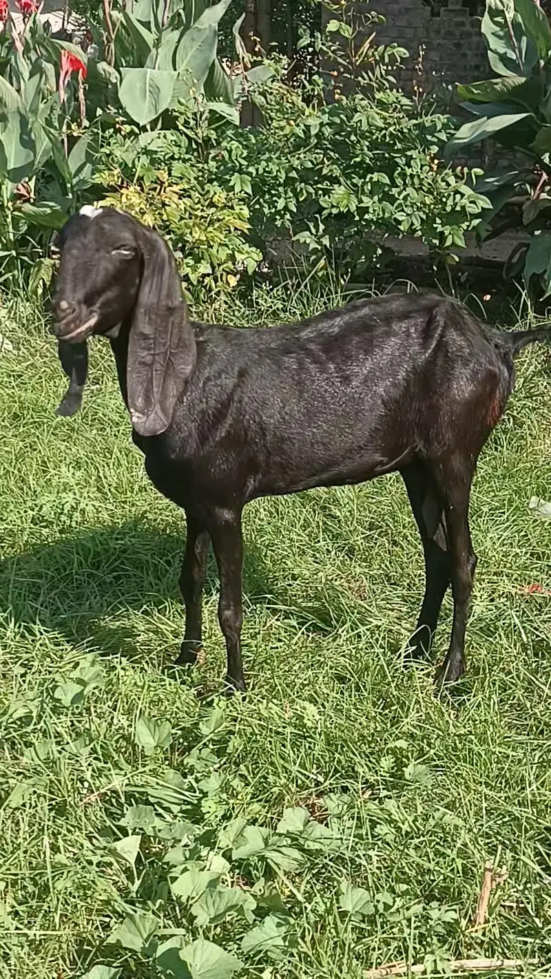 Moni goat for sale — photo 5