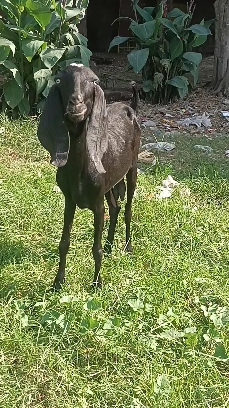 Moni goat for sale — photo 6