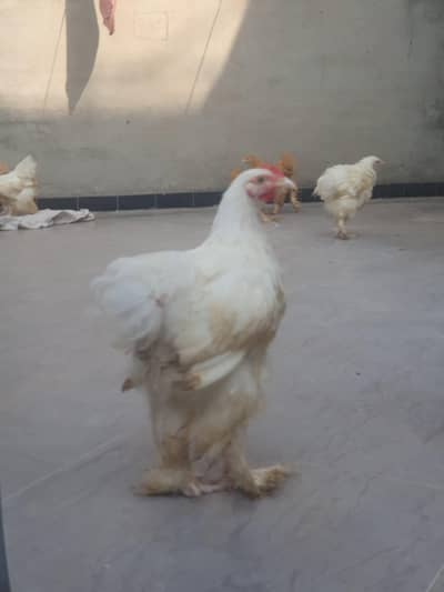 Golden Buff and White Buff Males