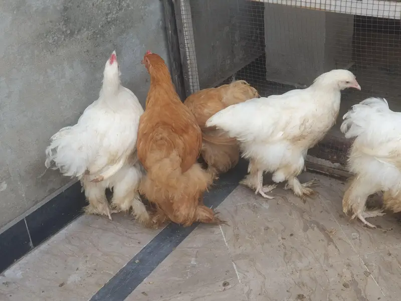 Golden Buff and White Buff Males — photo 2