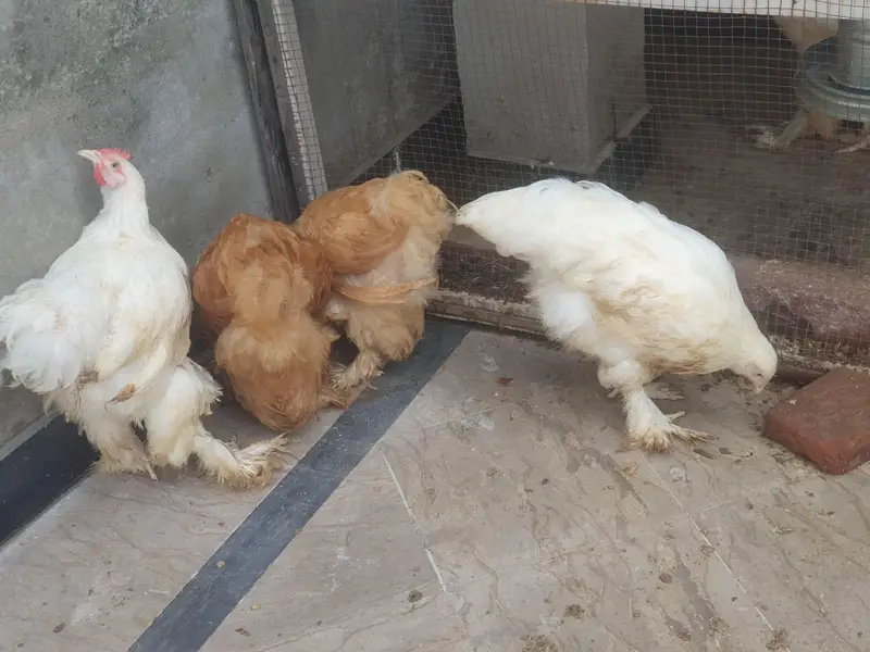 Golden Buff and White Buff Males — photo 3