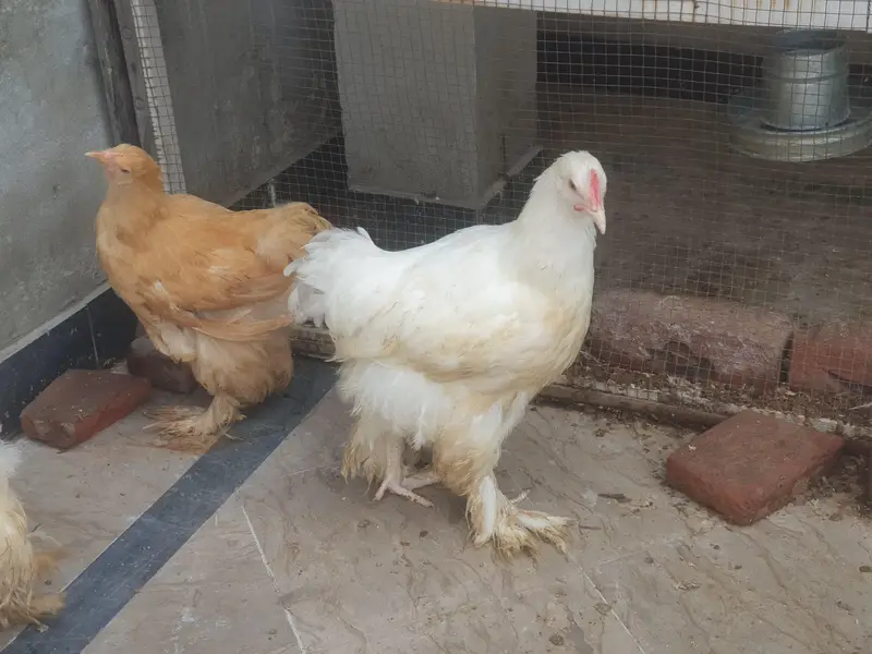 Golden Buff and White Buff Males — photo 4