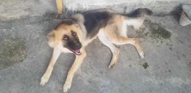 German shepherd for sell