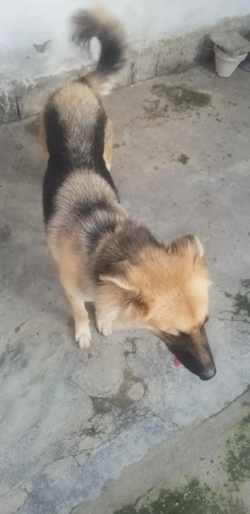 German shepherd for sell — photo 2