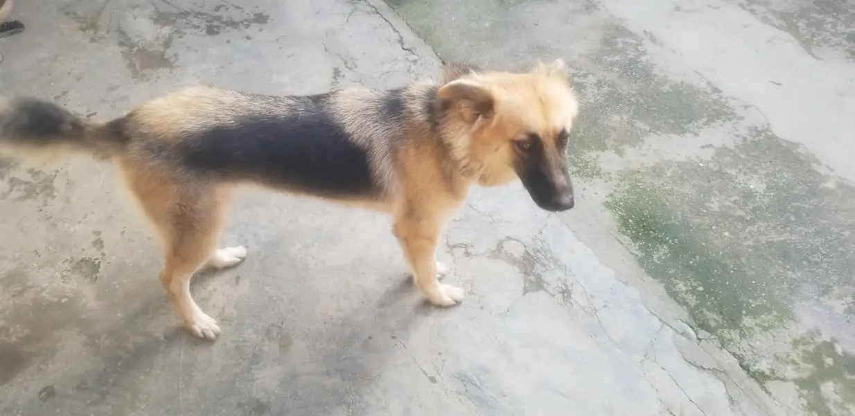 German shepherd for sell — photo 3
