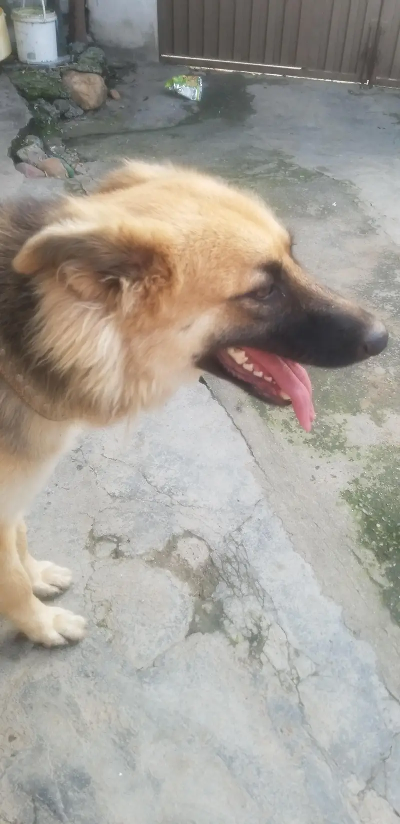 German shepherd for sell — photo 4