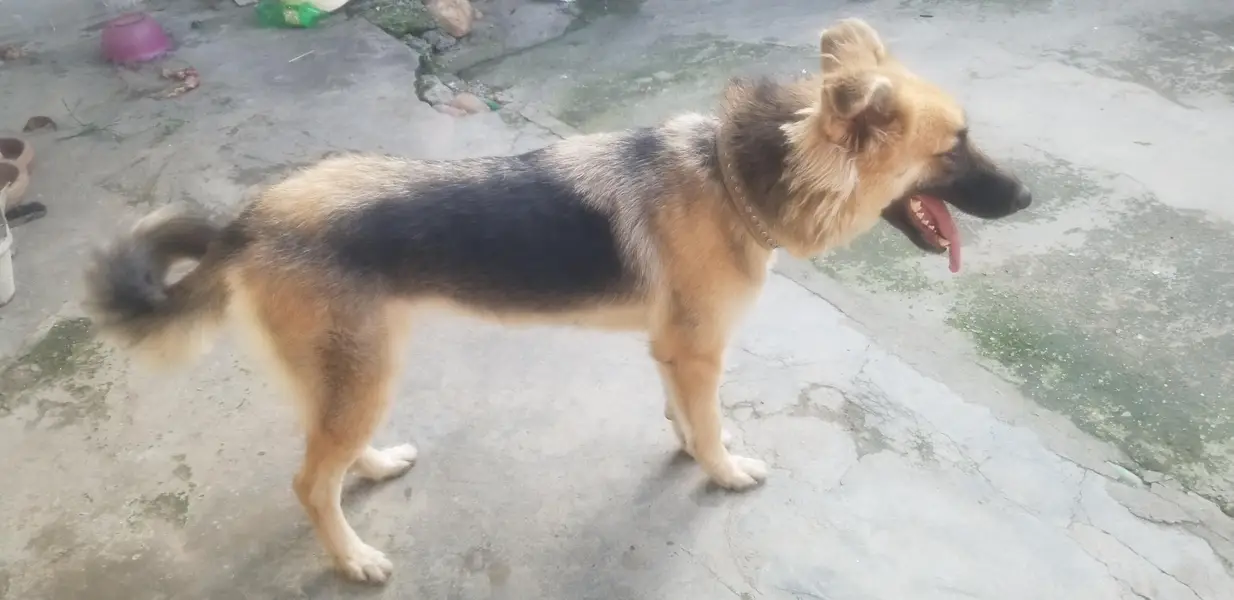 German shepherd for sell — photo 5