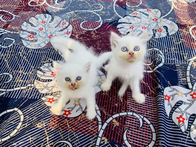 Persian kitten | doll face | double coat