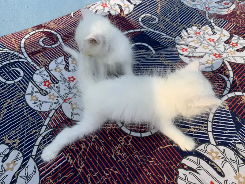 Persian kitten | doll face | double coat — photo 2