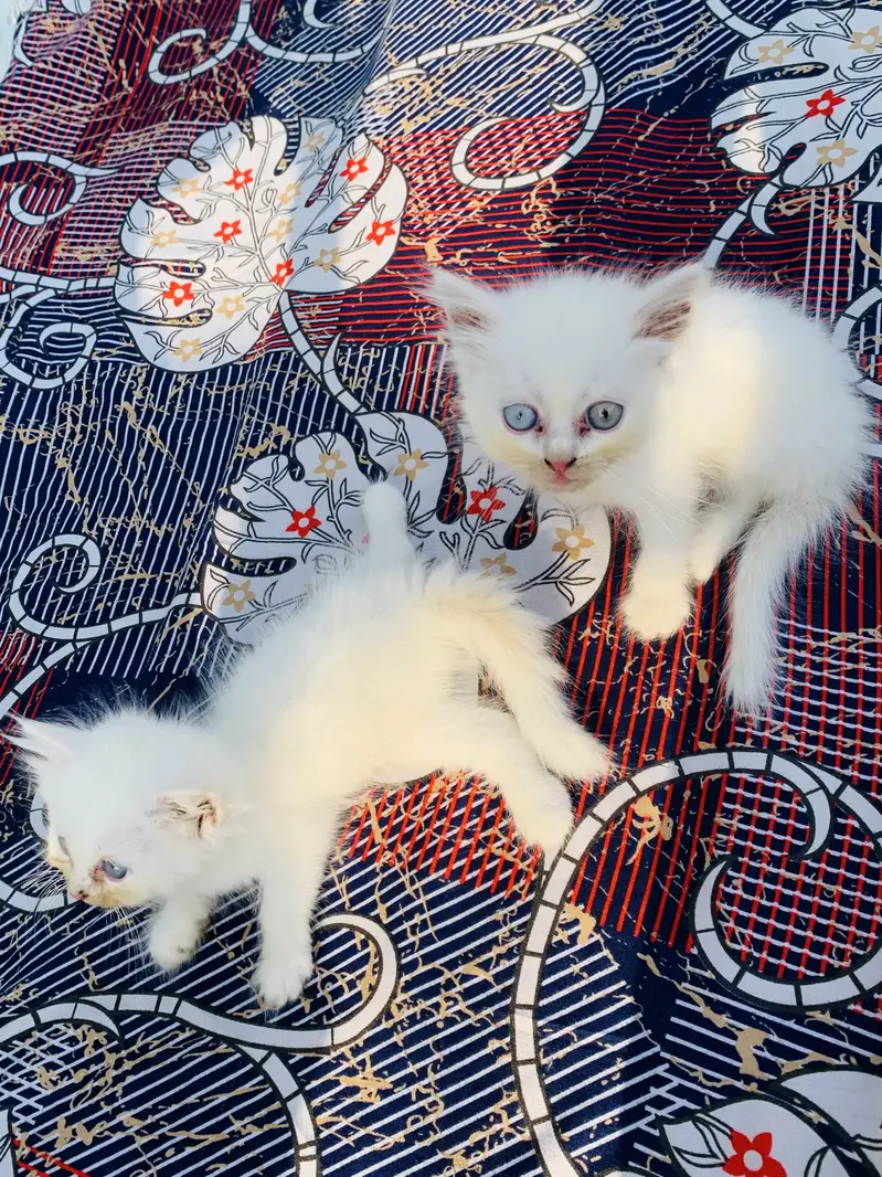 Persian kitten | doll face | double coat — photo 3
