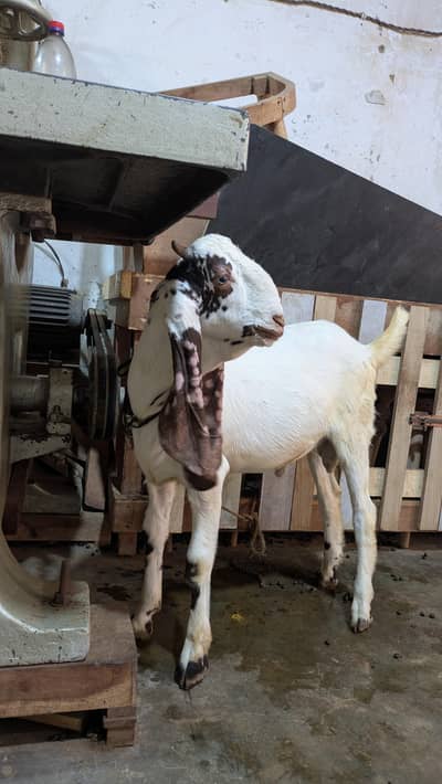 nasle bakra or bakre