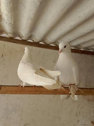 mako briding pair