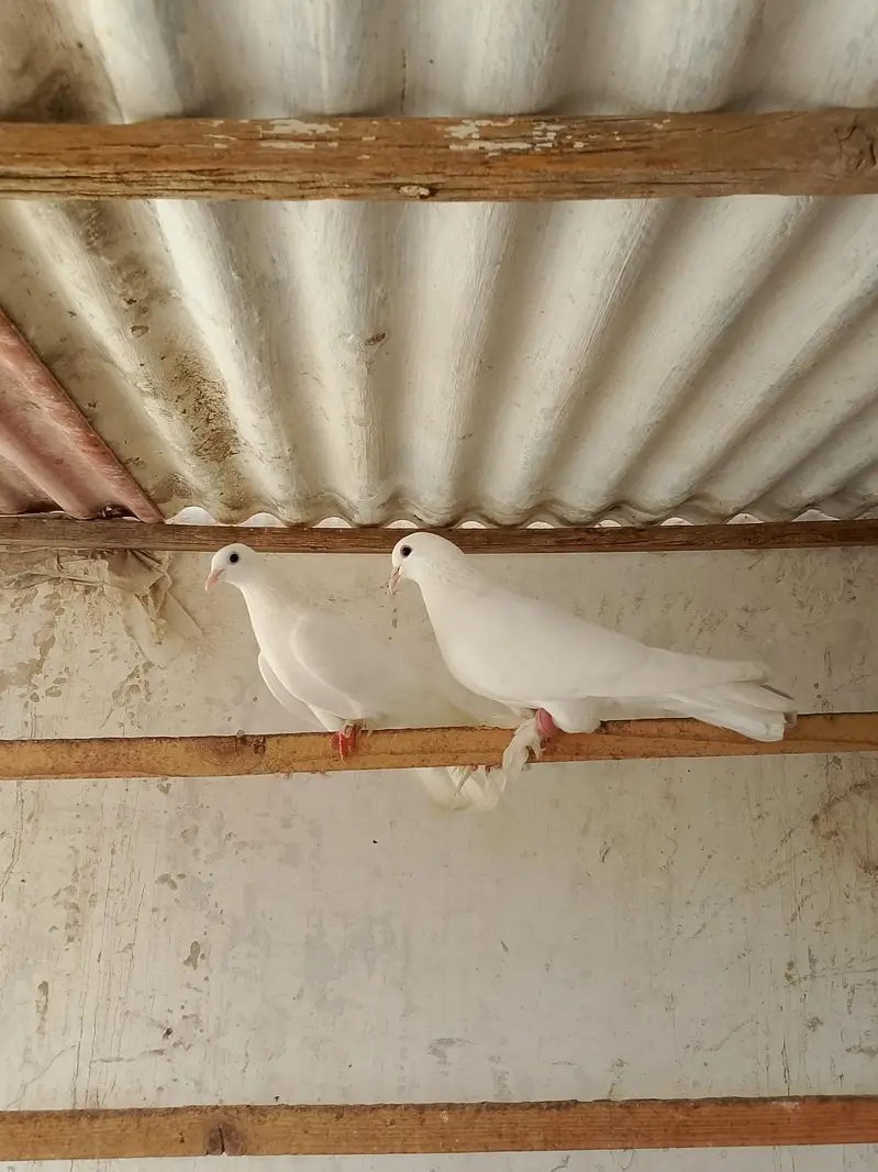 mako briding pair — photo 6